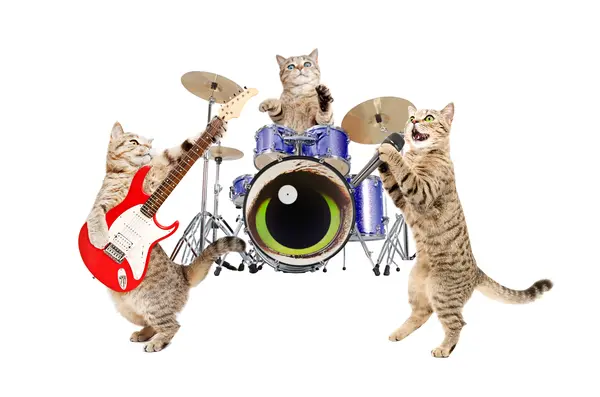 Why did the cats ask for a drum set?