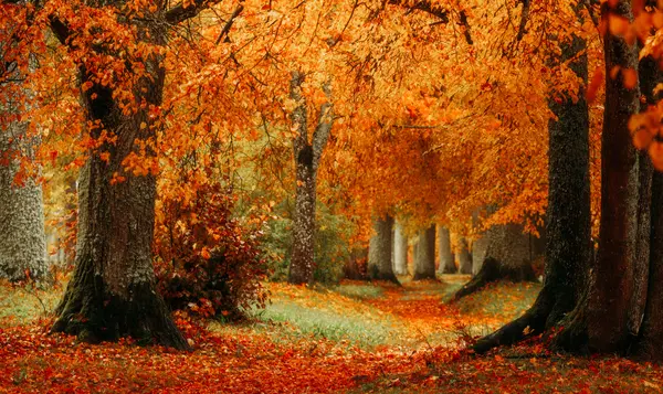 Why are trees so carefree this time of year?