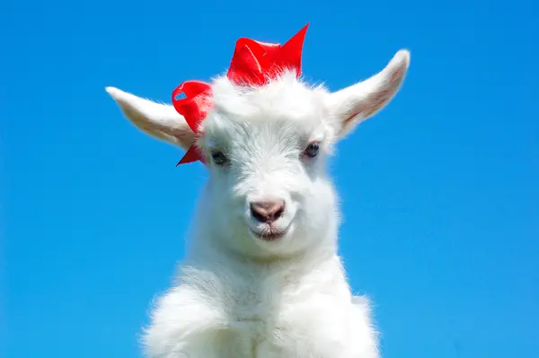 What did the mama goat say to her child?