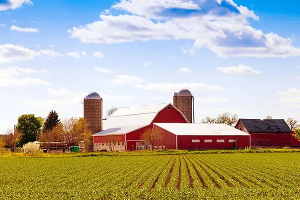 What farm animal is best at karate?