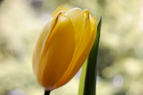 What do you call it when spring gets sad?