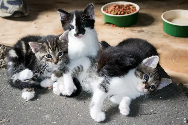 What do you call a pile of cats?