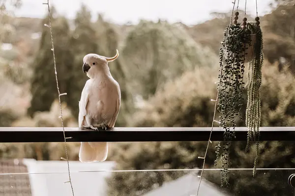 Why did the bird always get approached by suitors?