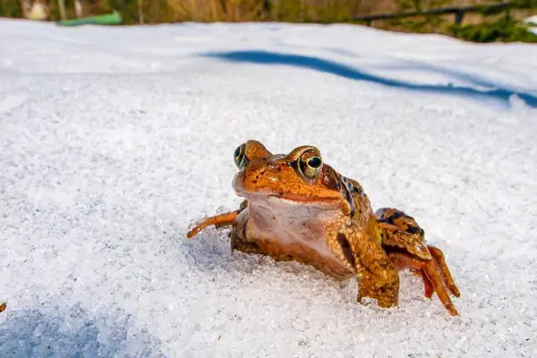 What do frogs drink in the winter?