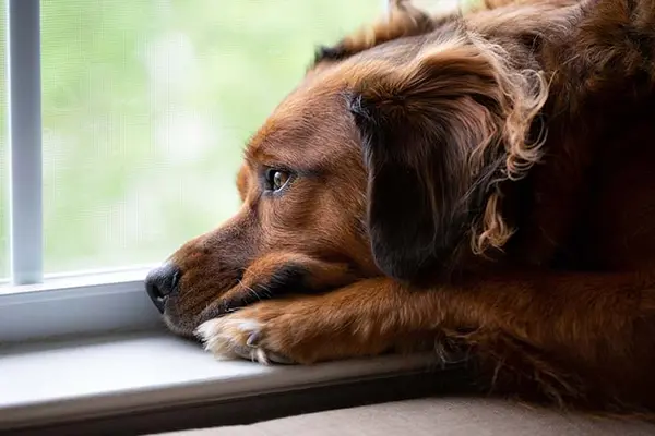 What does the dog say when he's had a bad day?