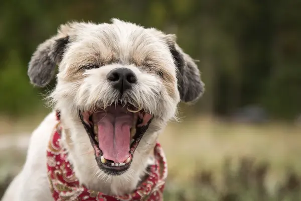 What do dogs say to each other when they sneeze?