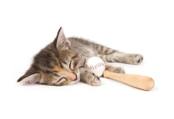 Which position did the kitten play on the baseball team?