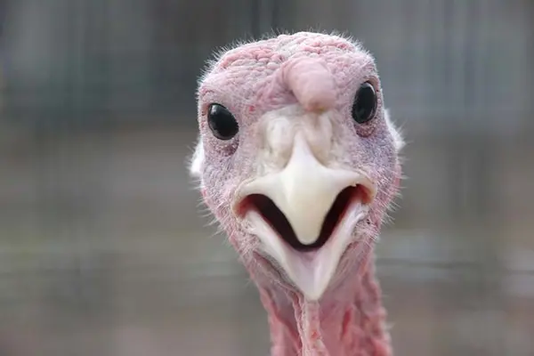 Why was the turkey taken out of the football game?