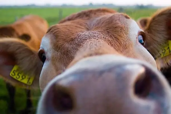 What do cows like to dance to?