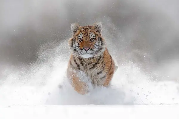 Why couldn't the tiger run any faster in the race?