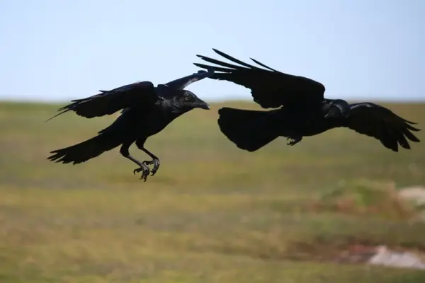 Who are crows' favorite family members?
