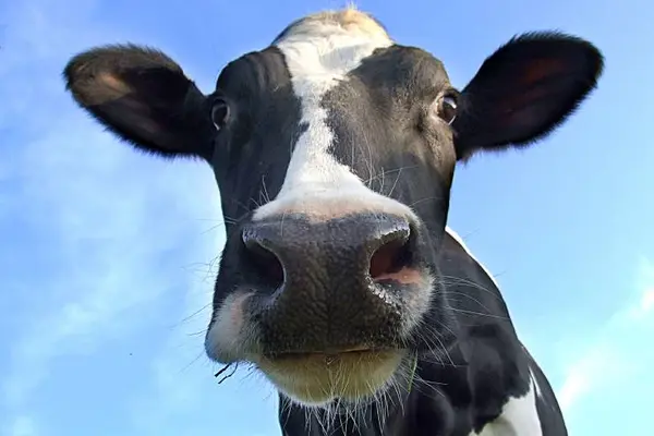 What happens when a cow doesn't shave?