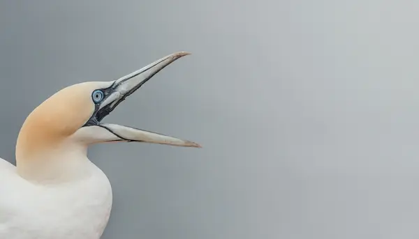 What is the best thing to say to inspire a bird?