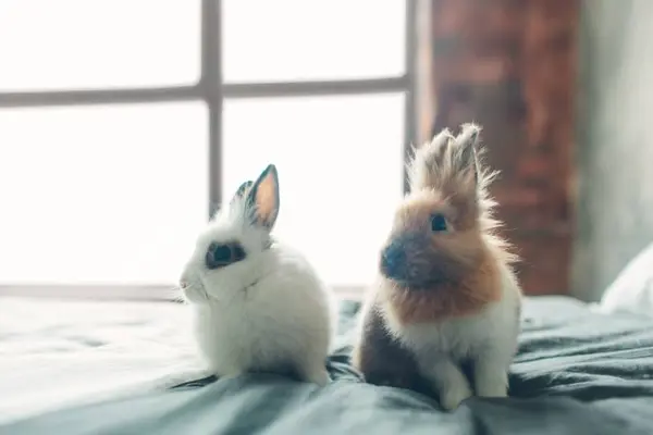 What did one bunny say about the other bunny's new updo?