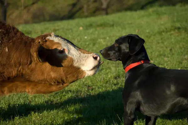 Why were the dog and the cow such good friends?