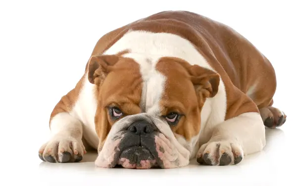 What kinds of animals do bulldogs love to hang out with?