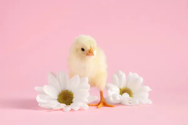 How does a chick bake a cake for Easter?