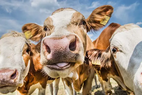 Where do cows go on the weekend?