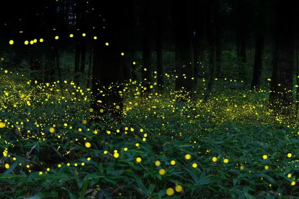 Why did the spider eat fireflies every evening?