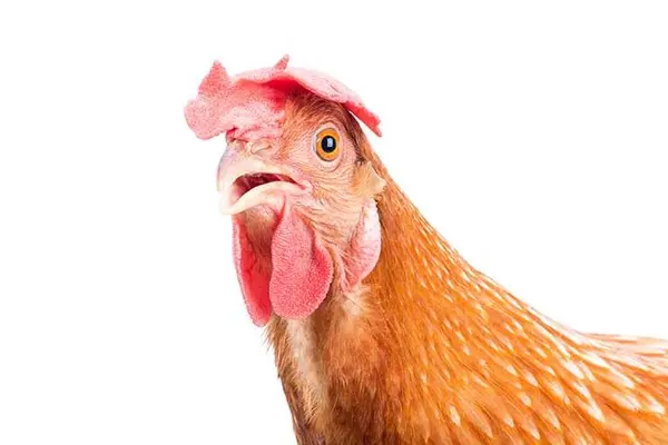 What did the chicken do when he saw a bucket of fried chicken?