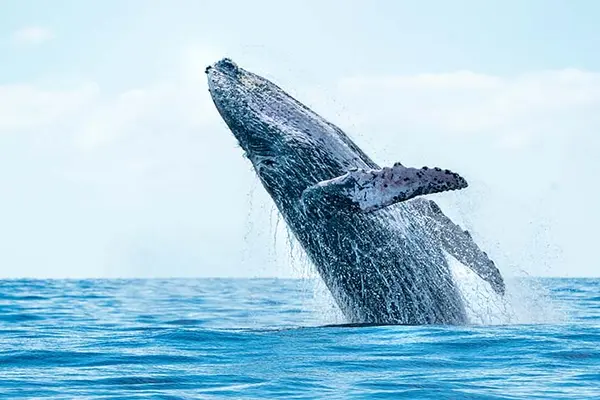 What is a whale's favorite sport?