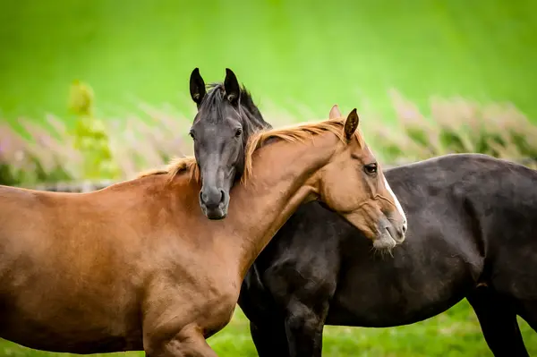 Did you hear about the two horses that fell in love?