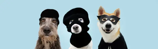 Which dog loves to rob banks?