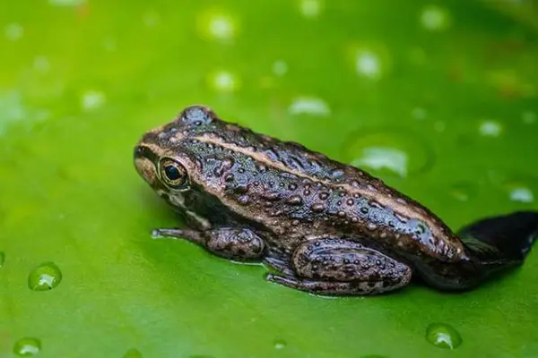 What do you get if you cross a steer with a tadpole?