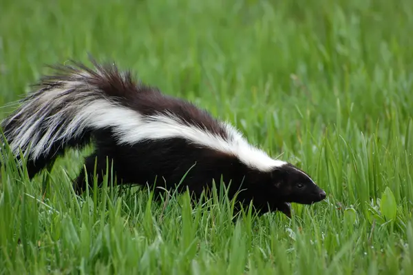 What did the judge say when a skunk walked into the courtroom?