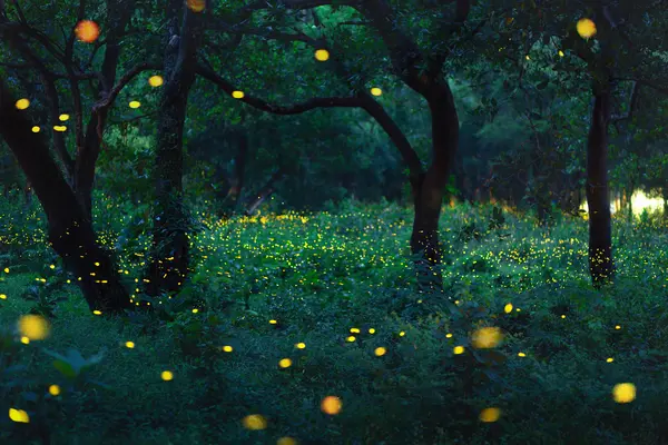 What do fireflies drink to stay hydrated?