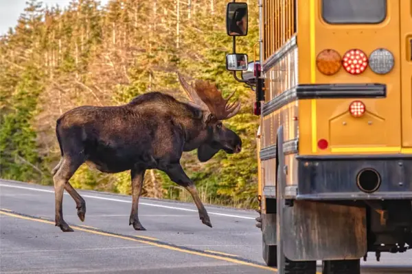 Why was the moose able to move the bus on his own?