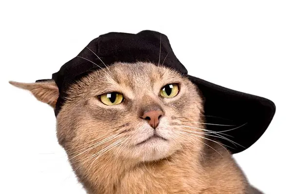 What is a cat's favorite part of baseball?