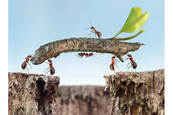 Why don't ants get sick?